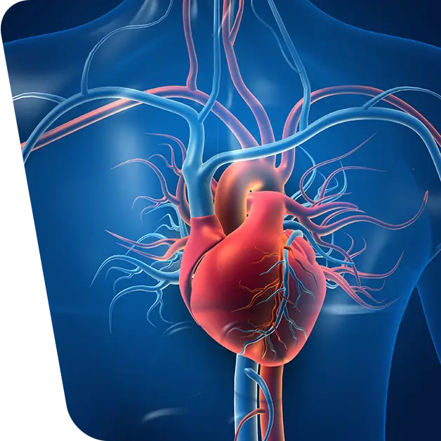 Imaginea redă o simulare detaliată a inimii și a arterelor coronare.