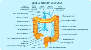 Imaginea redă un desen ilustrativ detaliat al intestinului, evidențiind cu precizie denumirea fiecărei părți, zonele de investigație, venele intestinului gros și detaliile anatomice relevante. Descoperiți importanța acestui desen în explicarea procedurilor de angiografie și angioplastie a arterelor mezenterice pentru diagnosticarea și tratamentul afecțiunilor vasculare mezenterice.