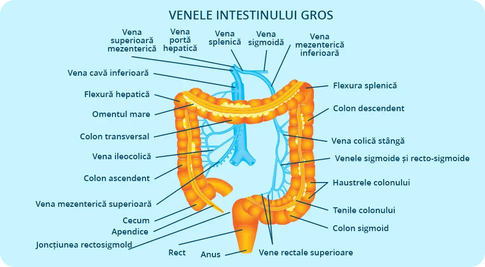 Venele intestinului gros
