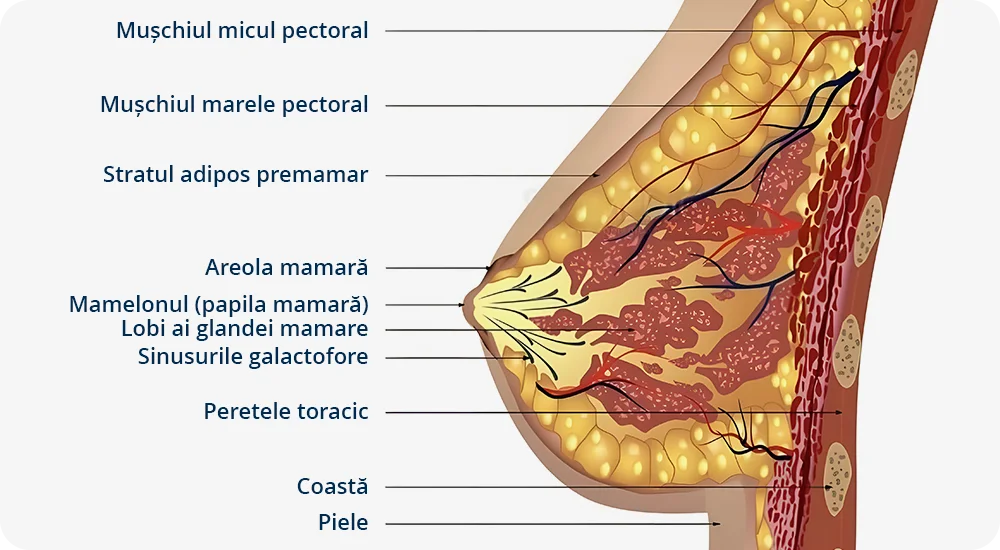 Anatomia sanului, cu detalii despre mamelon, areolă, lobi ai glandei mamare, peretele toracic, mușchiul mare și mic pectoral, precum și stratul adipos premamar.