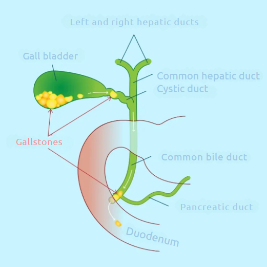 canal hepatic
